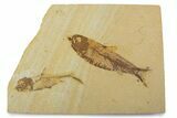 Plate With Two Fossil Fish (Knightia) - Wyoming #373861-1